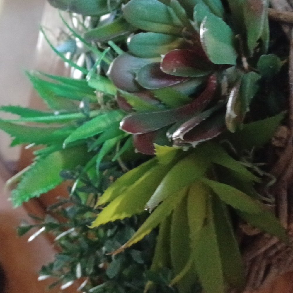 Succulent - Picture 3 of 4